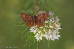 Desert Moth