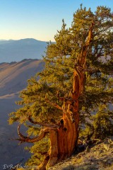 Bristlecone Sunset