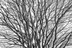 Branches