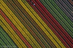 Skagit Tulips