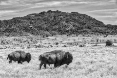 Wichita Bison