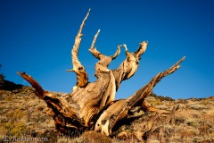 Bristlecone