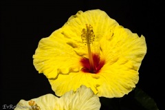 Yellow Hibiscus