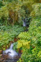 Jungle Stream