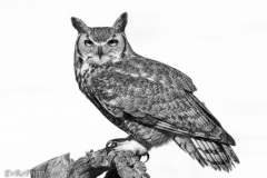 Great Horned Owl