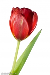 Tulip on White #1